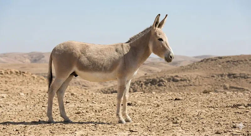 L'Âne Syrien