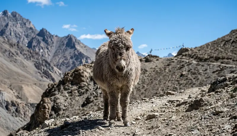L'Âne de Spiti